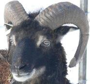 Das ist Kalle unser erster Bock